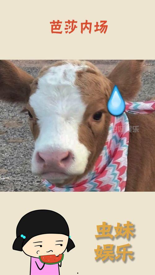 娱乐吃瓜酱青蛙,揭秘娱乐圈那些不为人知的幕后故事